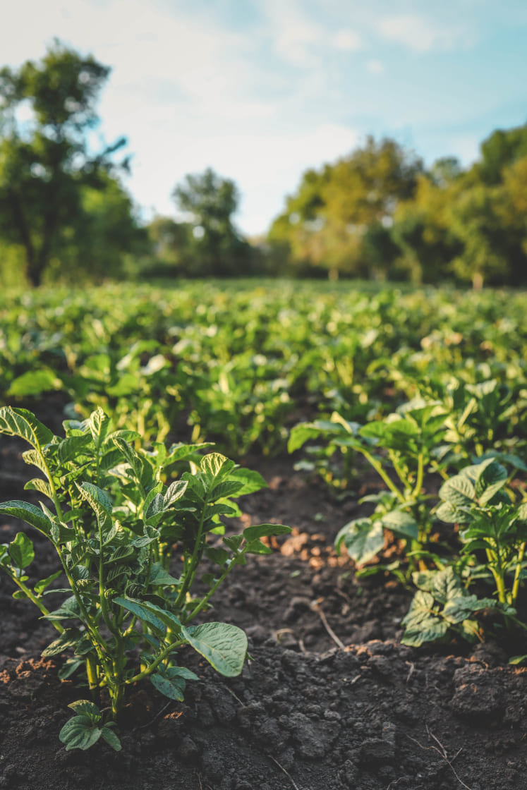potato-plantations-grow-field-vegetable-rows-farming-agriculture-landscape-with-agricultural-land (1) (1)