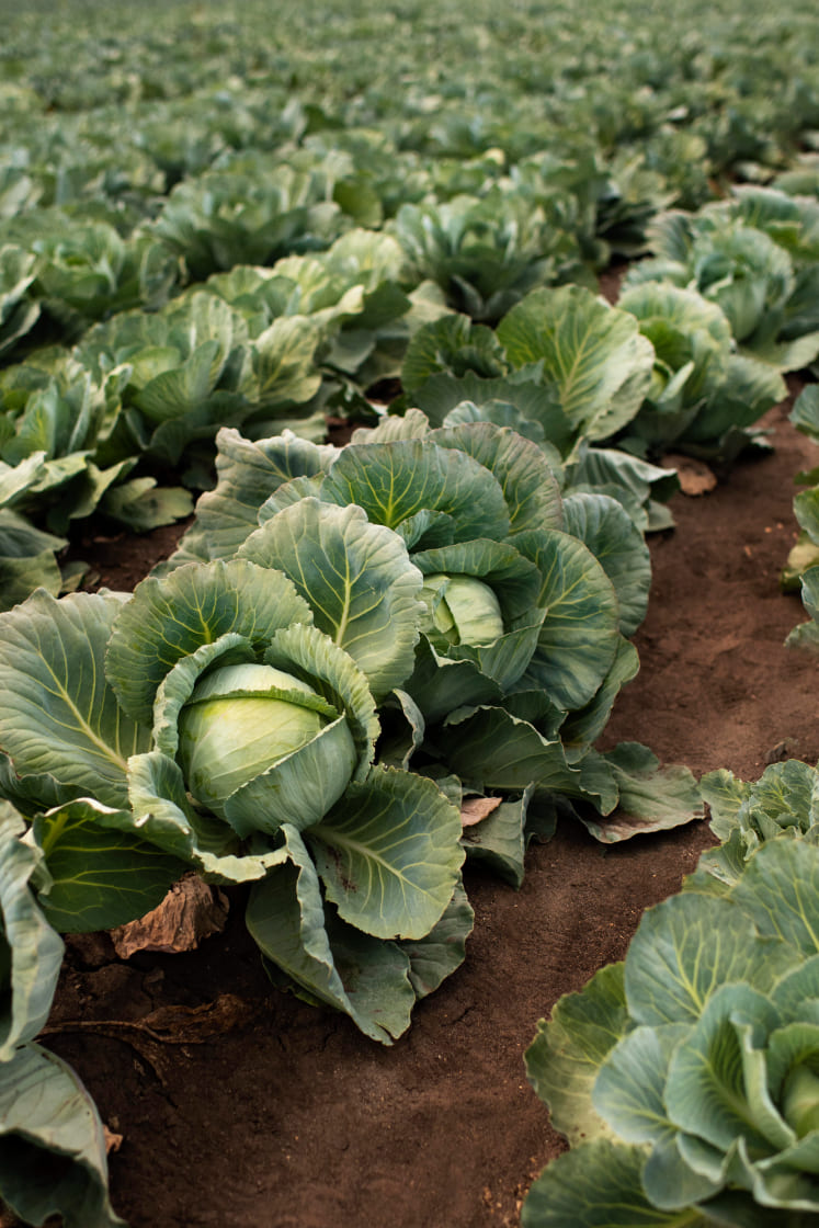 close-up-delicious-organic-cabbage (1) (1)